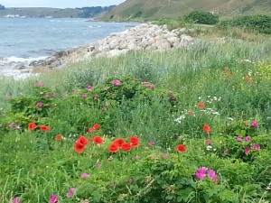 Löderups strandbad mot Kåseberga